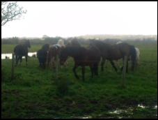Ponies along the pasture land